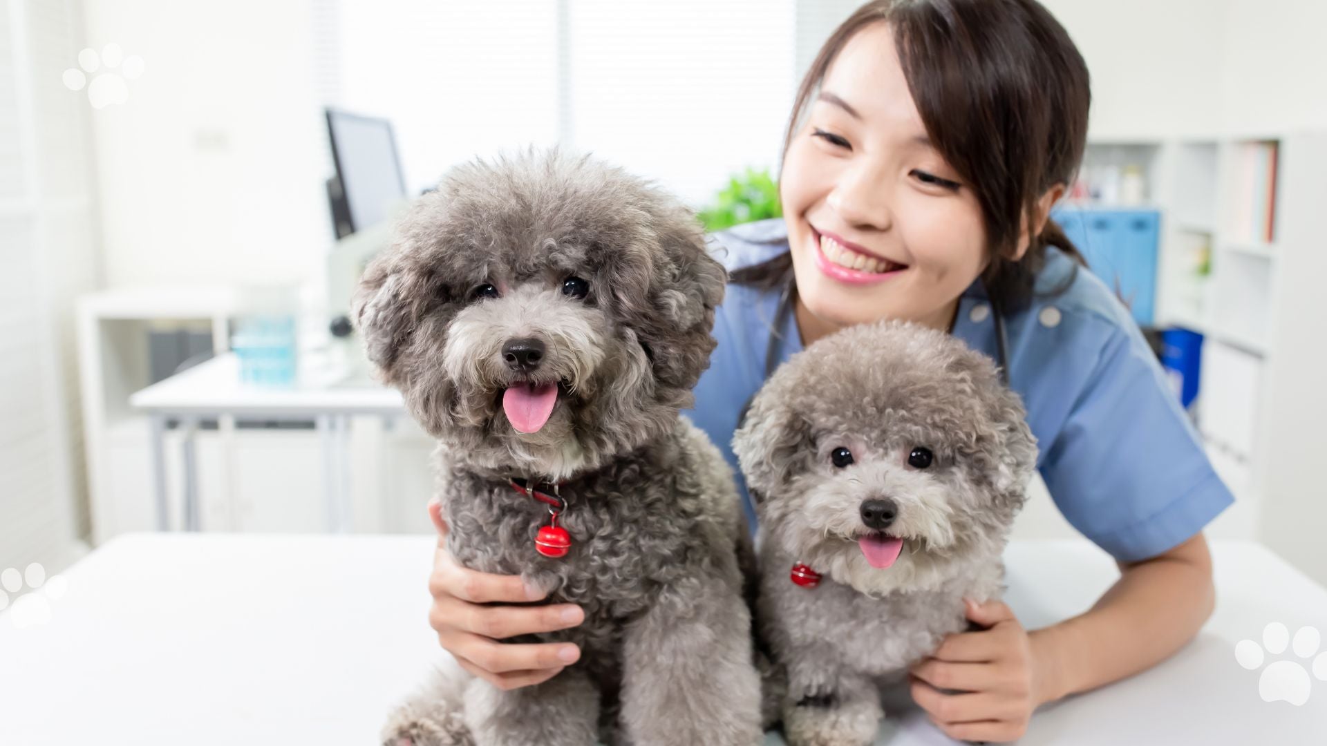 Comfort & Care for Every Pet