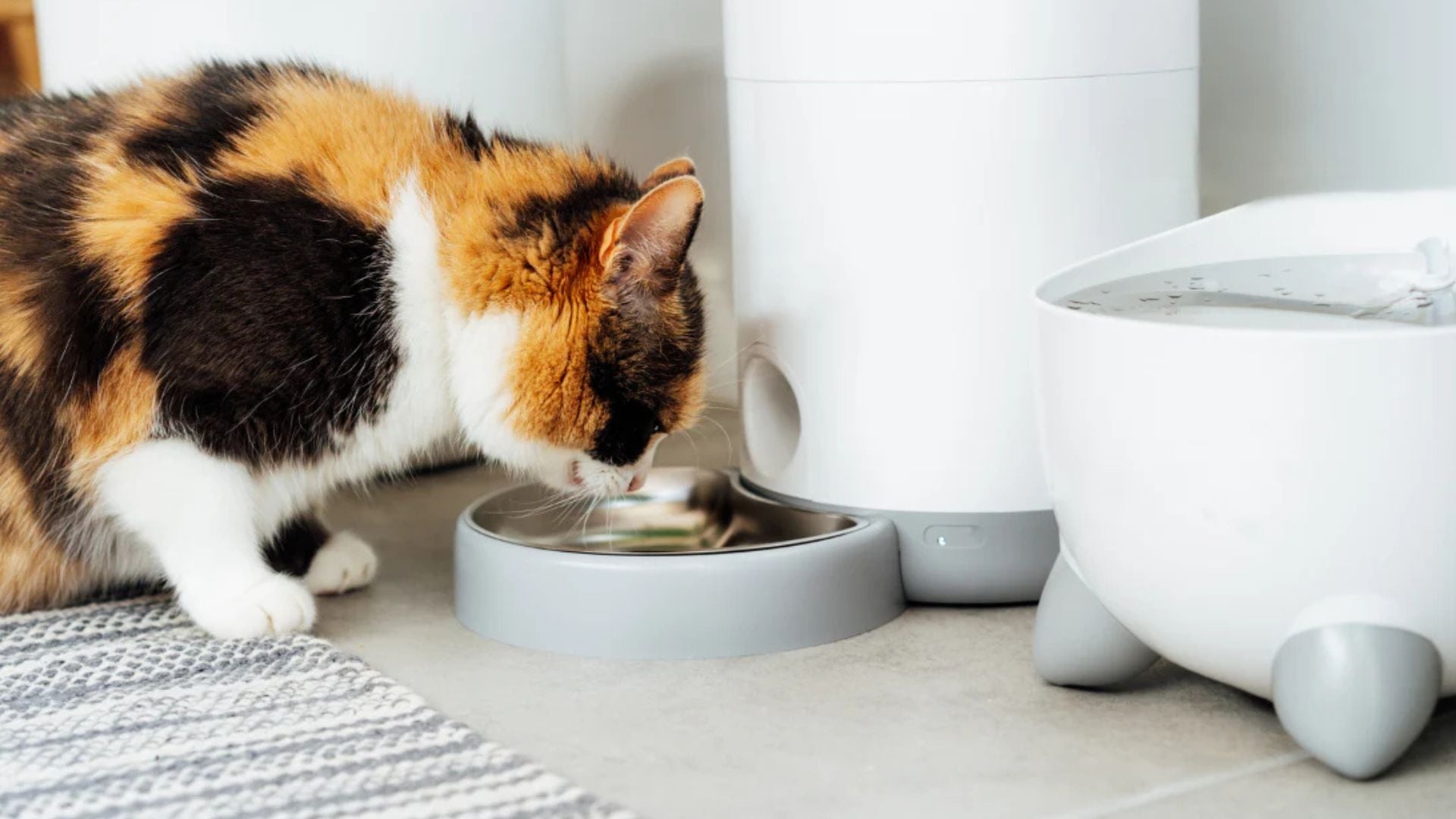 cat-feeders-dog-feeders-with-camera-authomatic-feeders-trendsbyrhoy
